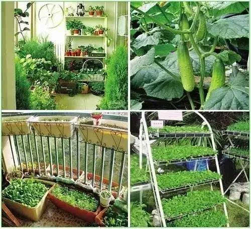 陽臺種菜讓您其樂無窮 天恒裝飾 陽臺種菜讓您其樂無窮 天恒裝飾