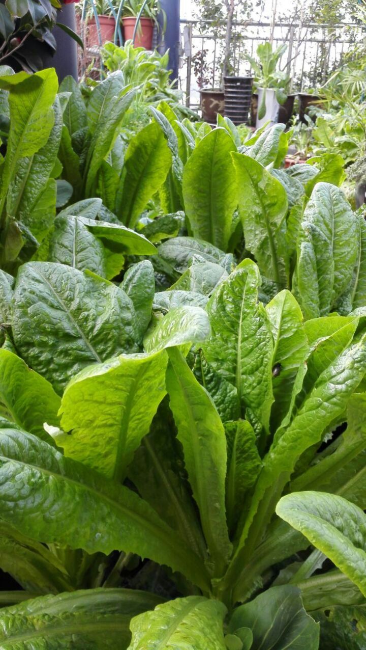 陽臺種菜讓您其樂無窮 天恒裝飾 陽臺種菜讓您其樂無窮 天恒裝飾