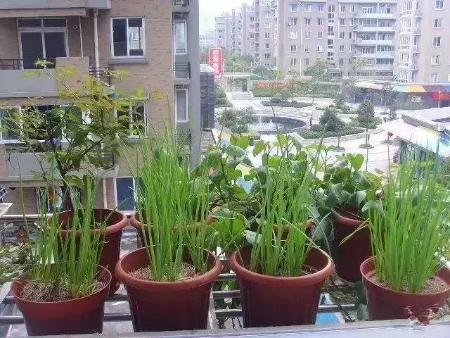 陽臺種菜讓您其樂無窮 天恒裝飾 陽臺種菜讓您其樂無窮 天恒裝飾