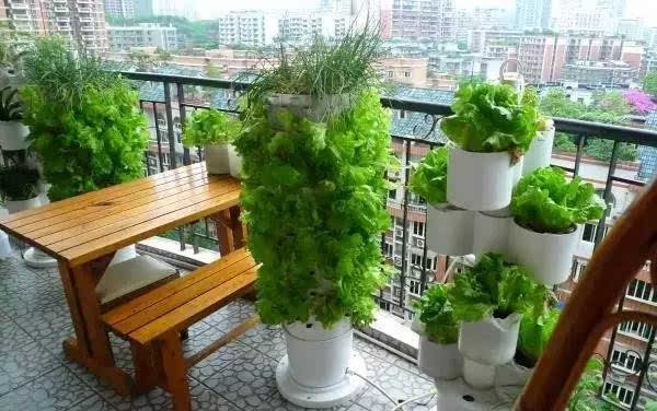 陽臺種菜讓您其樂無窮 天恒裝飾 陽臺種菜讓您其樂無窮 天恒裝飾