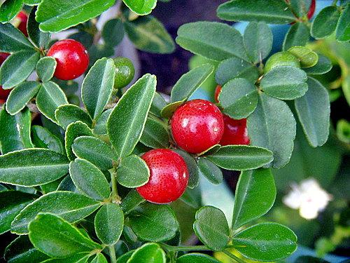 【洛陽天恒】教您冬至風水家居這樣布置 可以旺財開運哦！